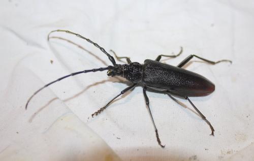 Réf. 208 990 : Cerambyx cerdo